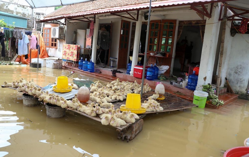 Dân vùng ngập Hà Nội: Ăn cơm dưới đèn dầu, nhà lênh láng nước - 8
Người dân tìm đủ cách kê gác để có chỗ cho gia cầm.