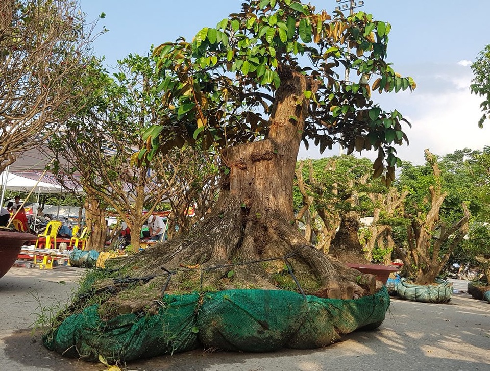 
Cây vú sữa khổng lồ
