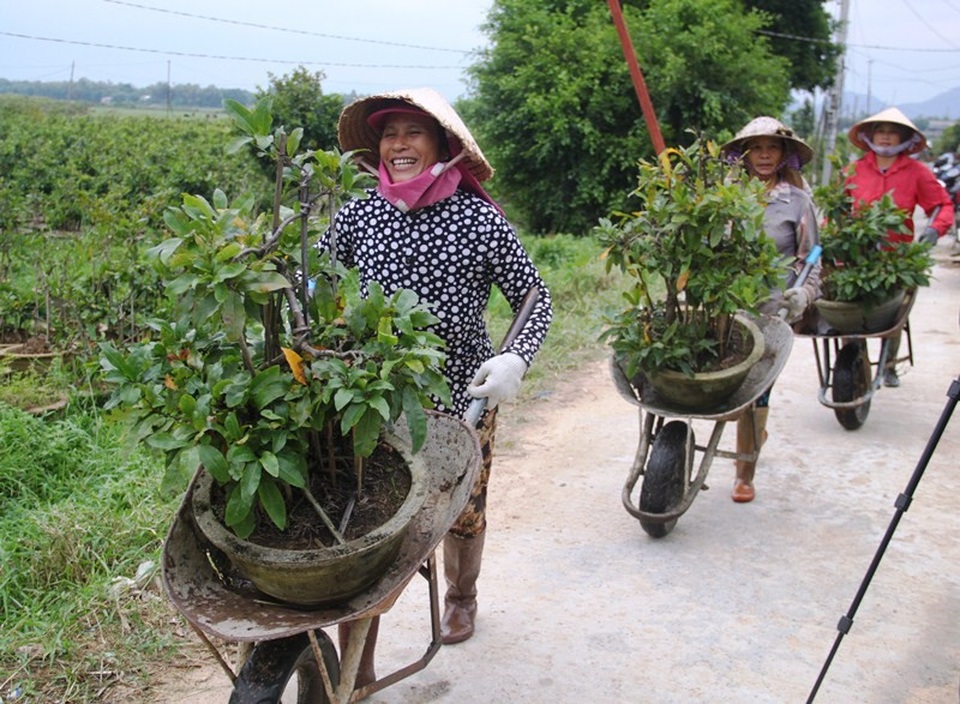 TPHCM lần đầu tổ chức sơ tán dân vùng ven biển để tránh bão - 8 Người dân làng mai xã Nhơn An, thị xã An Nhơn (Bình Định) gấp rút vận chuyển mai đến nơi cao ráo để tránh lũ