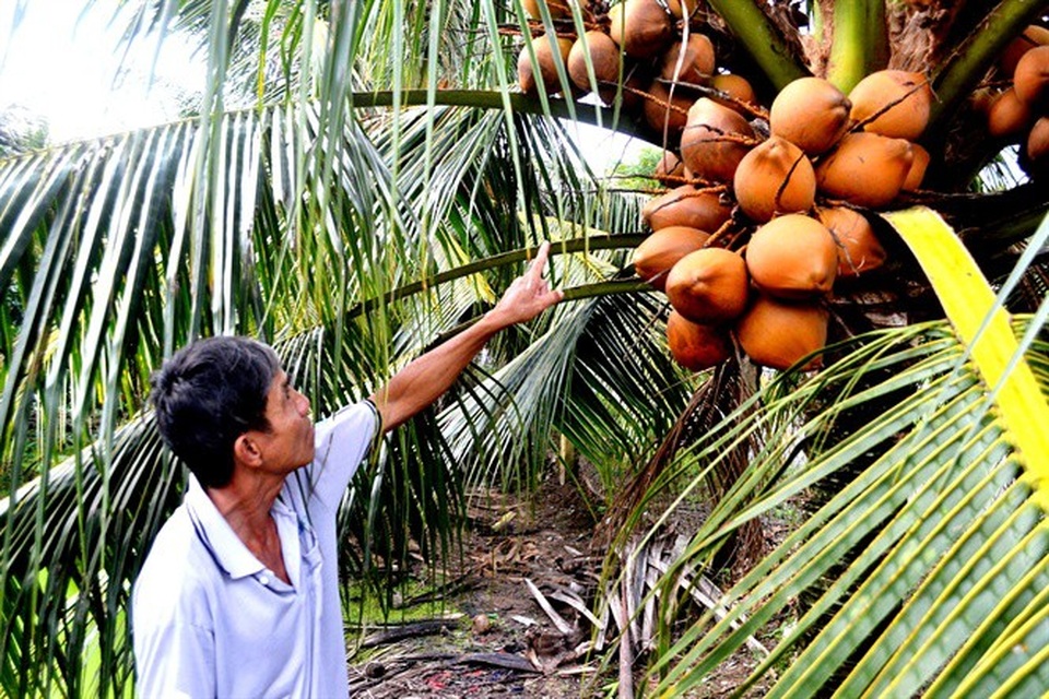 Thu nhập 300 triệu đồng từ trồng dừa Mã Lai - 1
Ông Nguyễn Văn Út vươn lên làm giàu nhờ dừa Mã Lai.