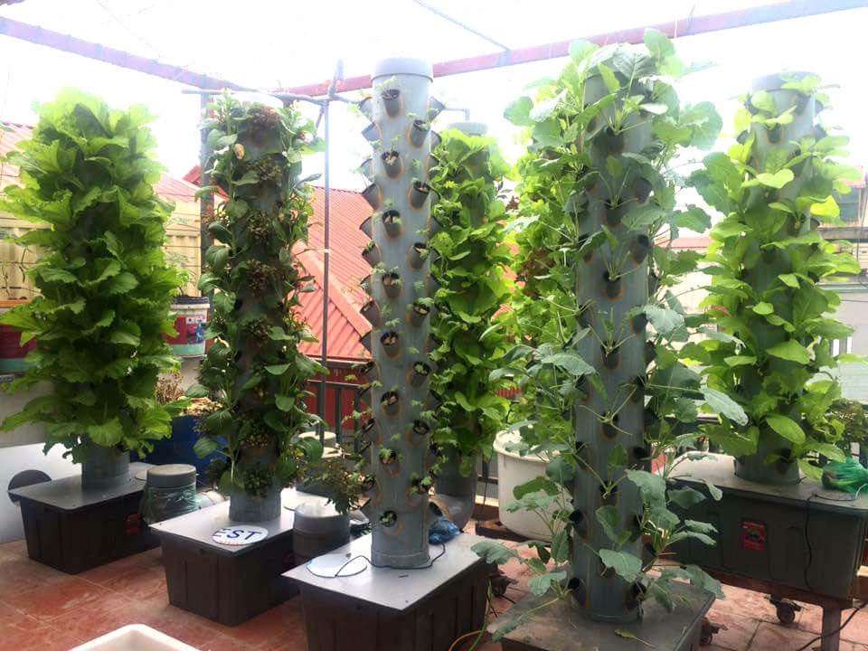 Kỳ lạ: Trồng rau trên cột nhựa, vườn cây mọc nghiêng trên lưng trời - 1
Vườn rau khí canh trên sân thượng tầng 5 rộng 12 mét vuông của gia đình chị Tuyết