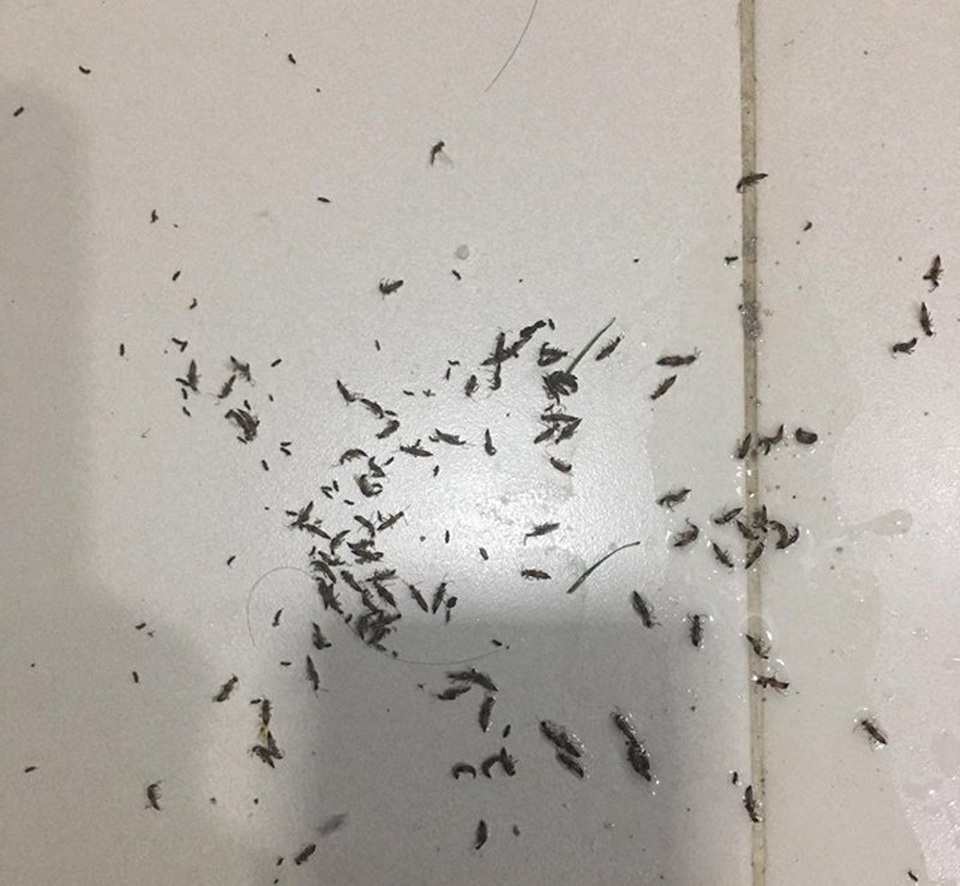 Gần trăm con kiến ba khoang bị tiêu diệt. Ảnh: Đỗ Mạnh Hùng