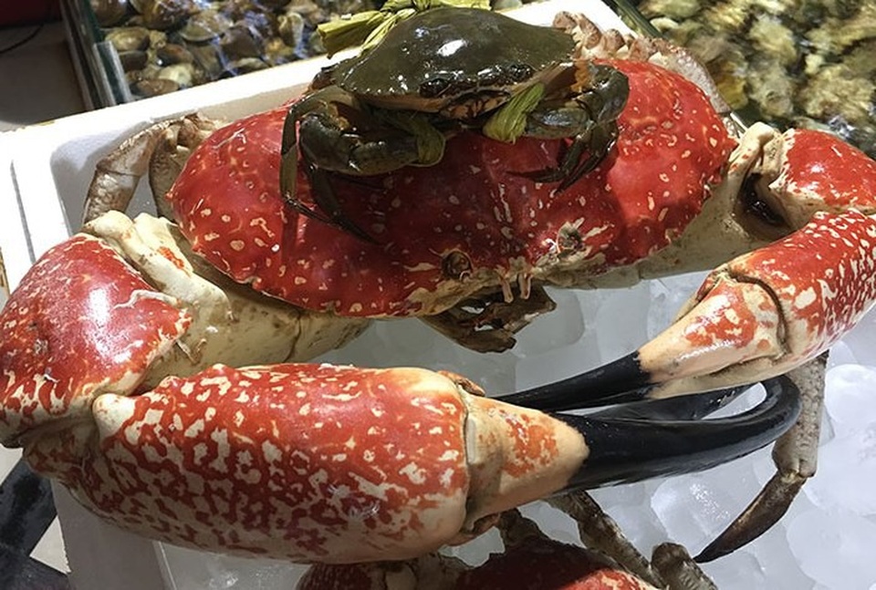 Tiệc tất niên nhà đại gia: Ăn 1 con cua 8 kg giá 60 triệu đồng - 1
Loài cua Tasmania khổng lồ đang được các đại gia Hà thành đua nhau đặt mua về ăn