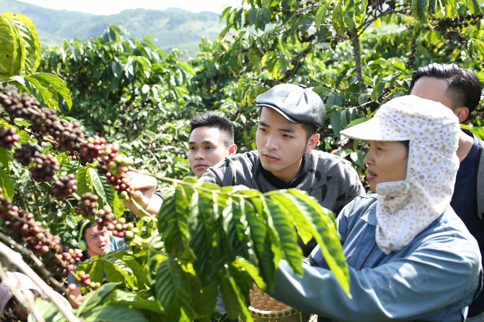 Bắt trọn những sắc thái ẩm thực độc đáo tại Đà Lạt ở cuộc thi 360 đình đám nhất 2016 - 1 Thử thách thu hoạch cà phê tại Mê Linh Garden đã mang đến cho đội Phạm Hồng Phước, Tạ Quốc Kỳ Nam và Nguyễn Xuân Quý cơ hội ngắm nhìn và thu lượm những “hạt ngọc quý của cao nguyên”.