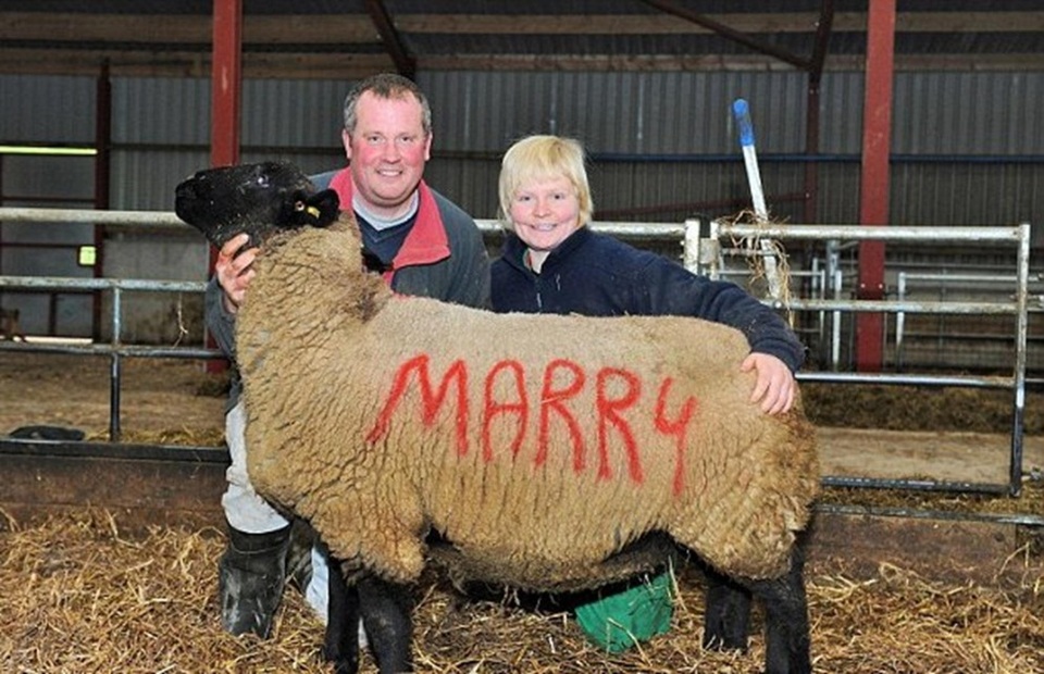 Stephen đã ngỏ lời cầu hôn với bạn gái lâu năm bằng những thông điệp trên lưng cừu