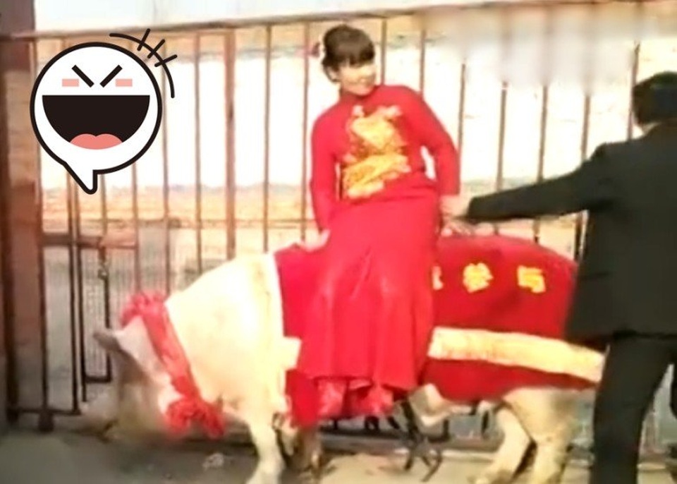 Cô dâu cưỡi lợn khổng lồ về nhà chồng - 2 Cô dâu cưỡi lợn khổng lồ về nhà chồng - 2