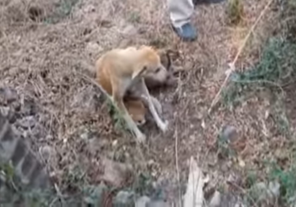 4 chó con sa xuống giếng có trăn sống và diễn biến bất ngờ - 2 Những chú chó con bú mẹ sau khi được giải cứu