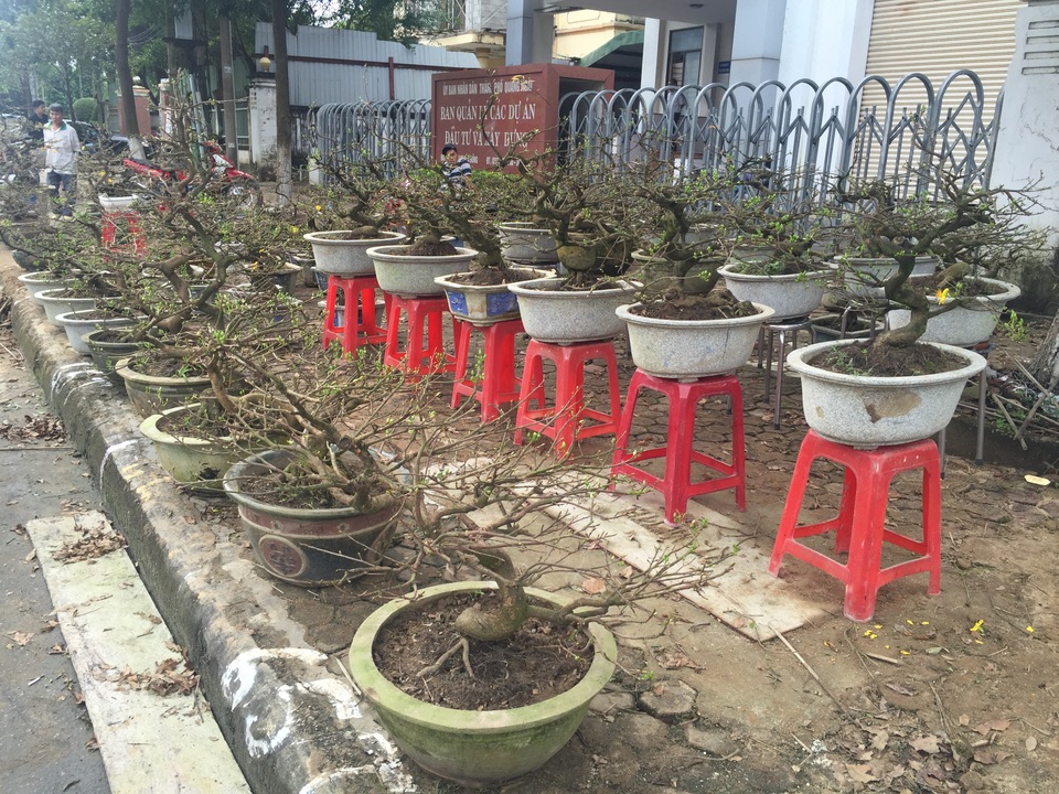 Vượt nghìn cây số, đào Nhật Tân hút khách đất võ Bình Định - 6 Năm nay lượng mai Tết đổ về giảm trông thấy do ảnh hưởng của thời tiết