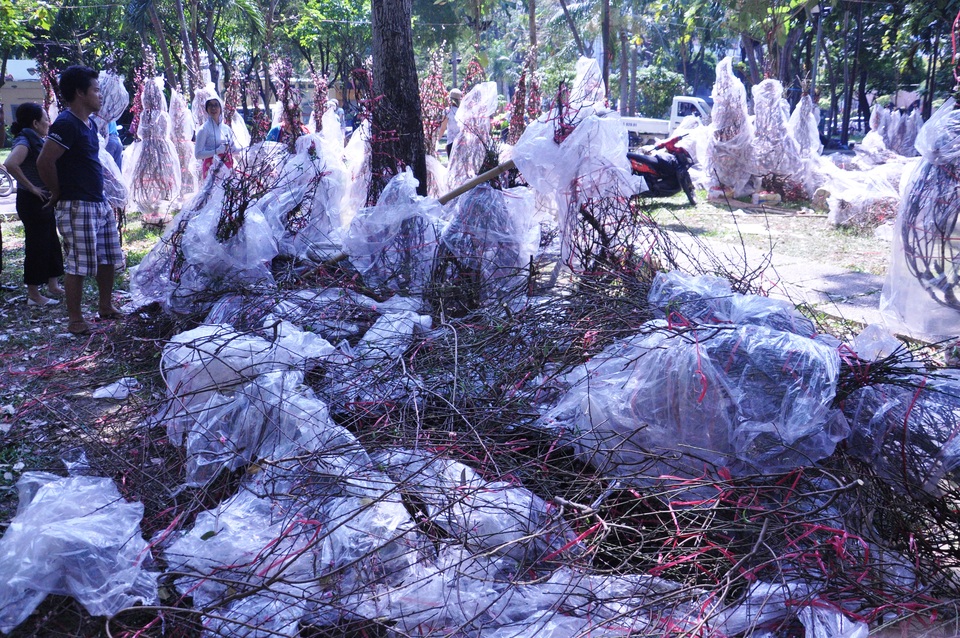 Cuối ngày 30 Tết, hoa, cây cảnh đồng loạt “xả hàng” - 2 Hàng trăm gốc đào vứt ngổn ngang ở công viên 23/9 trưa 30 Tết