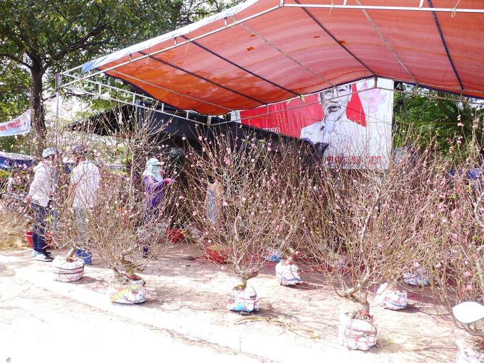 Hoa, kiểng ế ẩm, đồng loạt “xả hàng” chiều 30 Tết - 8 
Hàng đào ế ẩm vì mưa liên tục hoa bị hư hỏng