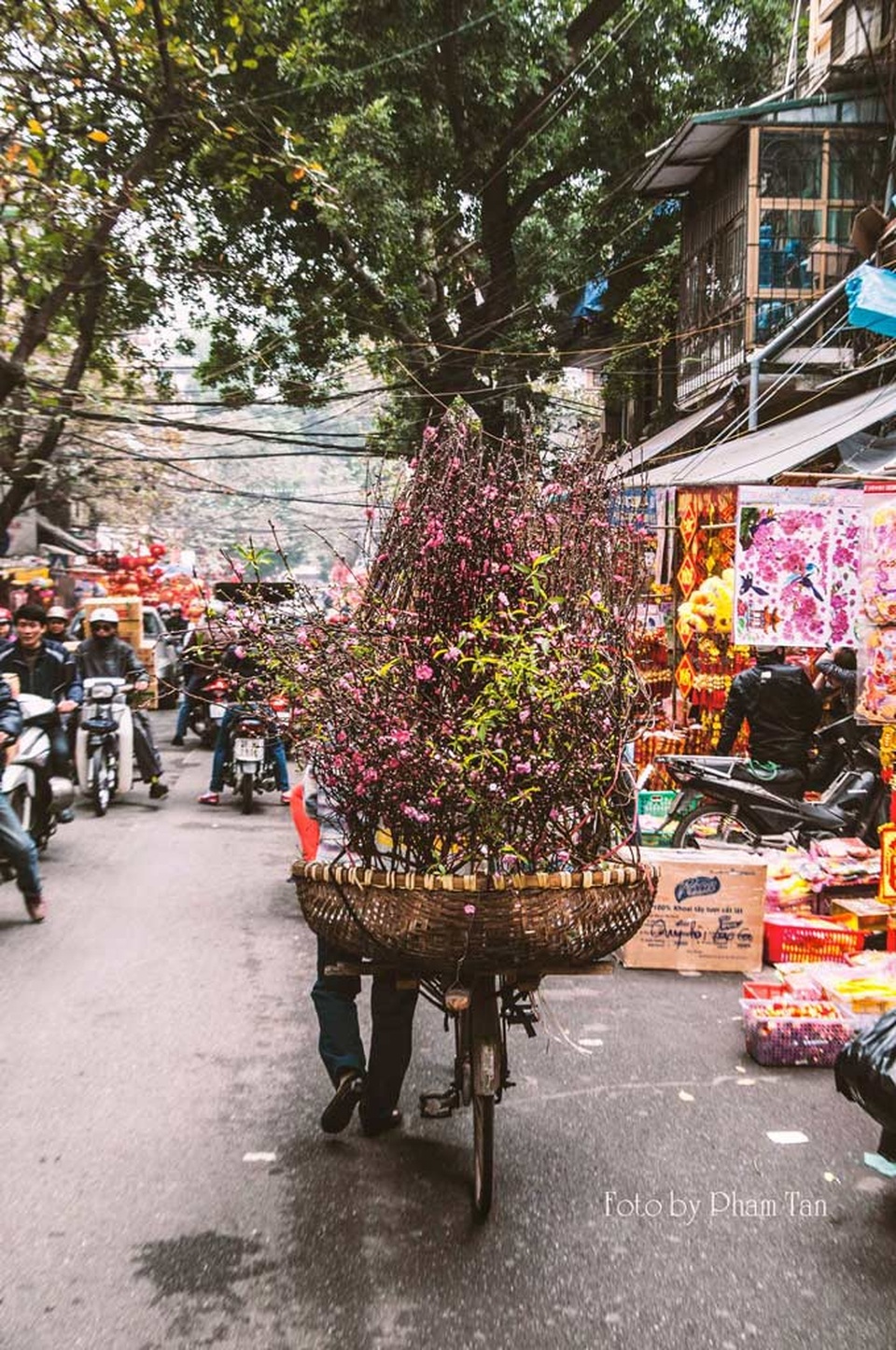 Đàn ông ly hôn, Tết đến mới thấm thía hai tiếng gia đình - 1
Cành đào mang Tết đến. Ảnh: Phạm Tân