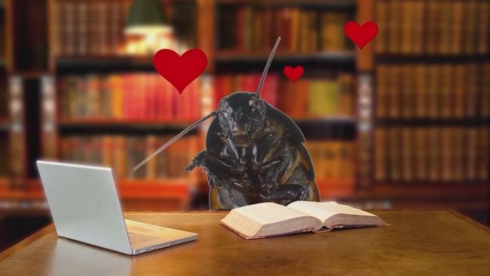 Có một không hai: Tặng gián cho người yêu trong ngày Valentine - 2 40 USD cho việc đặt tên một chú gián. (Nguồn: Wjhl)