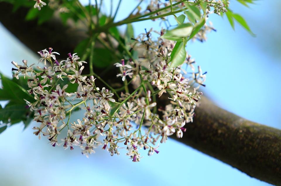 Hoa xoan dịu dàng gợi nhớ tuổi thơ - 1