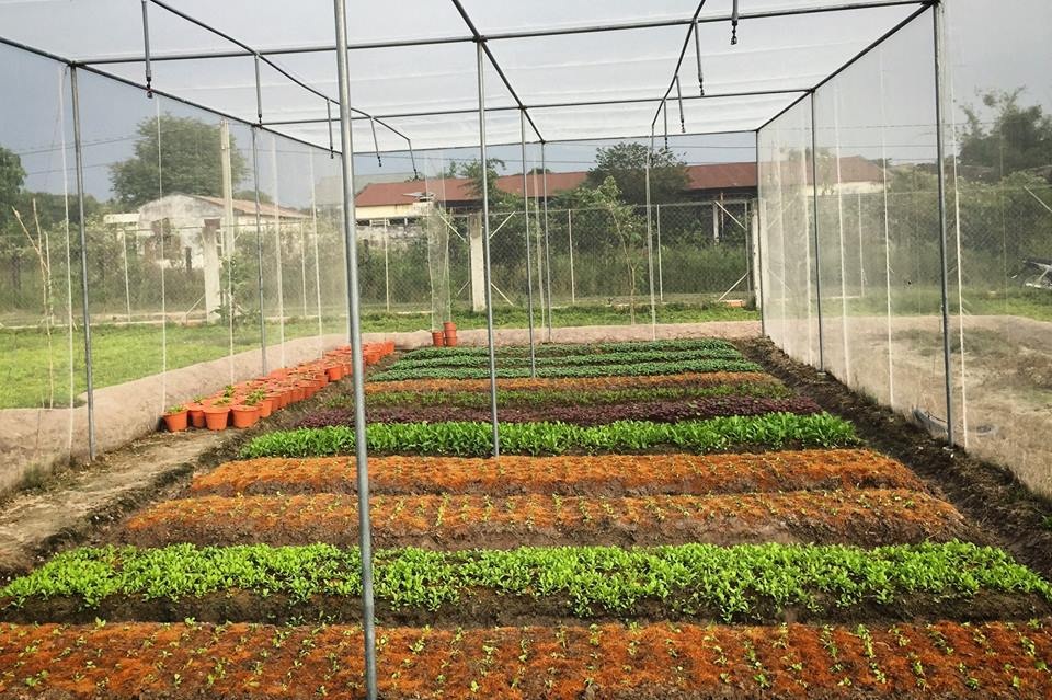 Nhà giàu ăn sạch: Bỏ gần 2 tỷ đồng mua đất tự trồng rau - 1
Trang trại trồng rau đang đắt khách