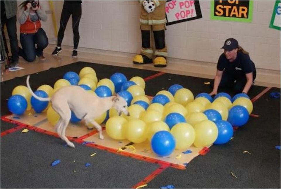 Kỷ lục thế giới về thời gian ngắn nhất đập vỡ 100 quả bóng bay dành cho... chó - 1 
Ảnh: Guinness World Records/YouTube