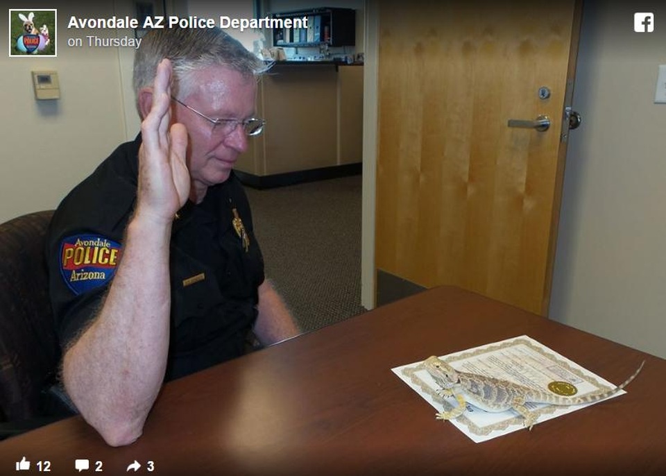 Chú thằn lằn ở Arizona tuyên thệ để trở thành nhân viên cảnh sát - 1 Chú thằn lằn ở Arizona tuyên thệ để trở thành nhân viên cảnh sát - 1