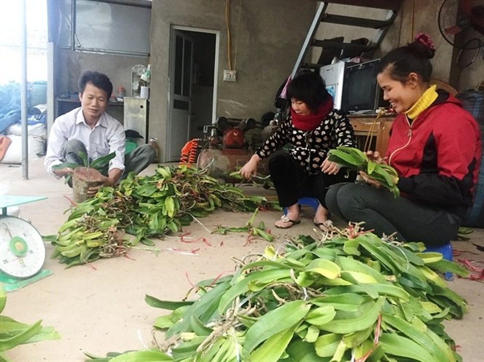 Giò lan đột biến gen giá 100 triệu hiếm có - 2 Giò lan đột biến gen giá 100 triệu hiếm có - 2