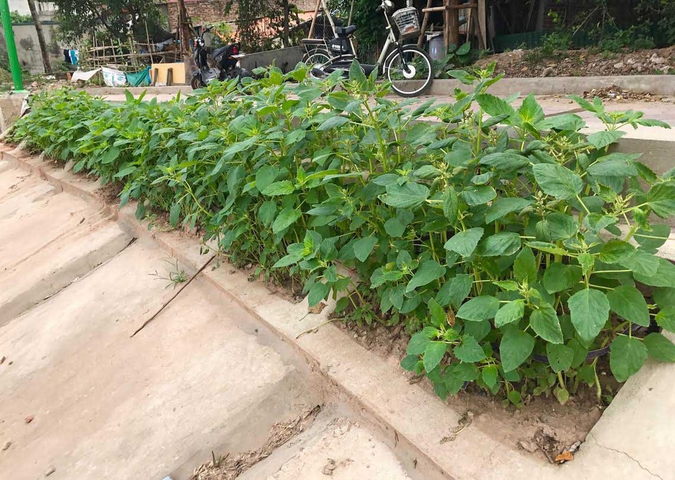 Khoét lỗ bê tông trồng rau: Hà thành sánh cùng Hà Giang - 2
Cứ mỗi gia đình xung quanh khu hồ Định Công cải tạo một đoạn bờ kè để trồng rau
