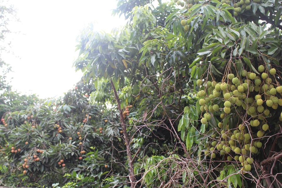 Sản lượng vải thiều giảm hơn 30% nhưng giá tăng mạnh - 1 Tuy mất mùa nhưng một số hộ vẫn có cây sai quả, đạt năng suất cao. (Ảnh: Hồng Vân)