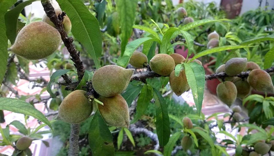 Vườn đào thất thốn ở lưng trời: Thân nhỏ xíu, sai trĩu quả - 2
Sau khi ra hoa, vườn đào thất thốn đậu quả. Đến tầm tháng 6-7 đào cho thu hoạch quả, còn hạt đem gieo trồng