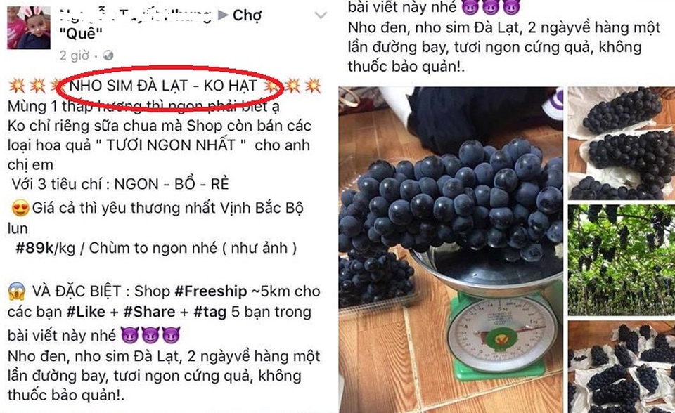 Cẩn thận kẻo mua nho Trung Quốc với giá... nho Ninh Thuận - 2
Nho sim Đà Lạt được bán với giá 89.000đ/kg, trong khi cùng loại nho này người bán khác quảng cáo nho Mông Tự - Trung Quốc chỉ có giá 65.000đ/kg. Nhập nhèm nguồn gốc, giá nho