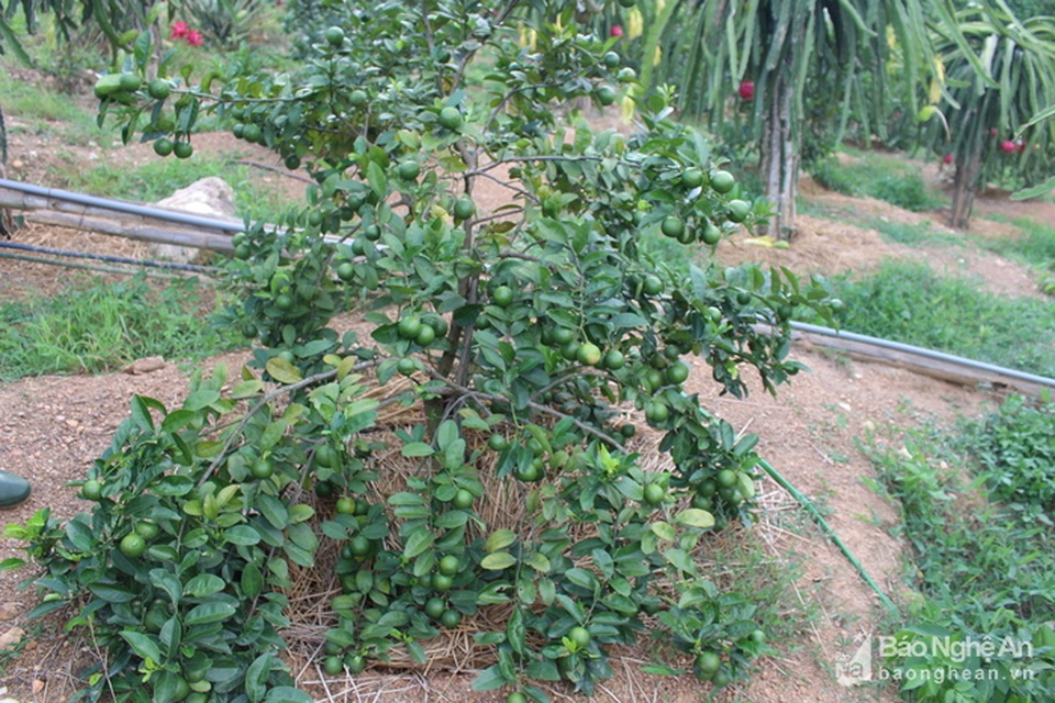 Vườn chanh đào 150 gốc của gia đình anh Thương đã cho quả. Ảnh: Đình Tuân