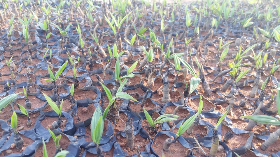 Những điều chưa biết về sâm cau - 2 Vùng trồng Sâm cau của người dân
