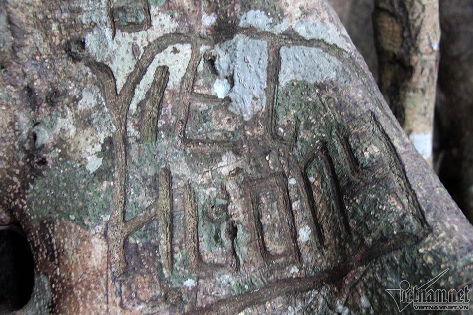 Cây 800 tuổi ở Đà Nẵng "đau đớn" vì chằng chịt "lời tỏ tình" - 2 Cây 800 tuổi ở Đà Nẵng "đau đớn" vì chằng chịt "lời tỏ tình" - 2