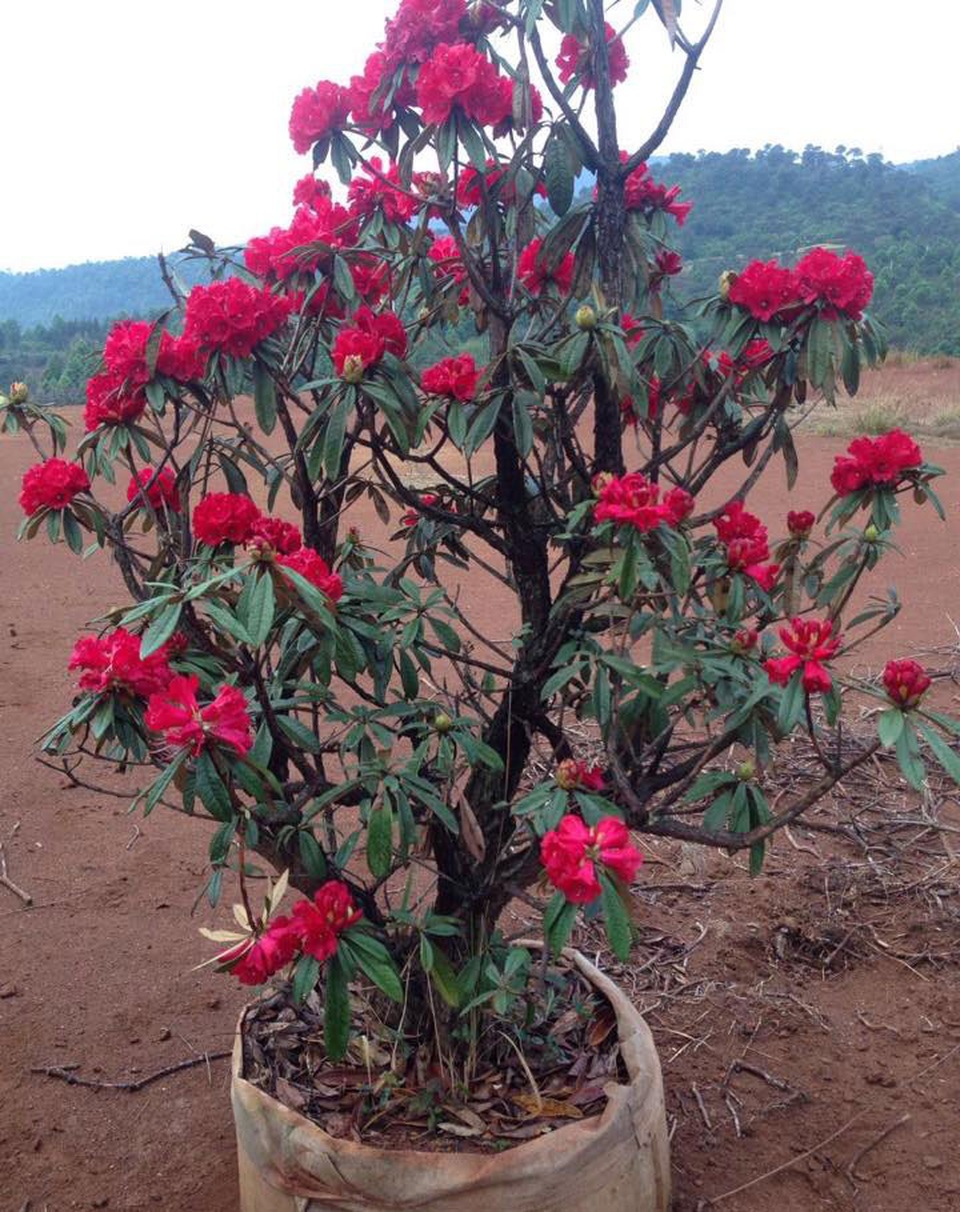 Đại gia chơi độc: Chi 4 tỷ đồng mua hoa đỗ quyên cổ thụ - 2
Đỗ quyên sai hoa, hoa lâu tàn, được nhiều người tìm mua vì là biểu trưng cho sự thịnh vượng