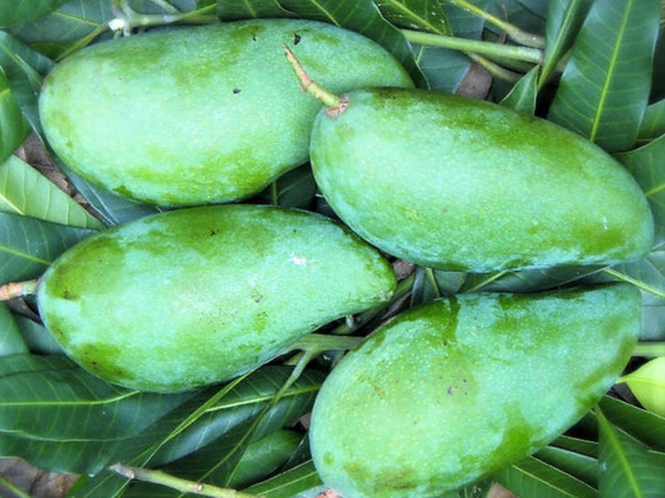 Chua chua, giòn giòn gỏi xoài tôm khô - 2 Chua chua, giòn giòn gỏi xoài tôm khô - 2