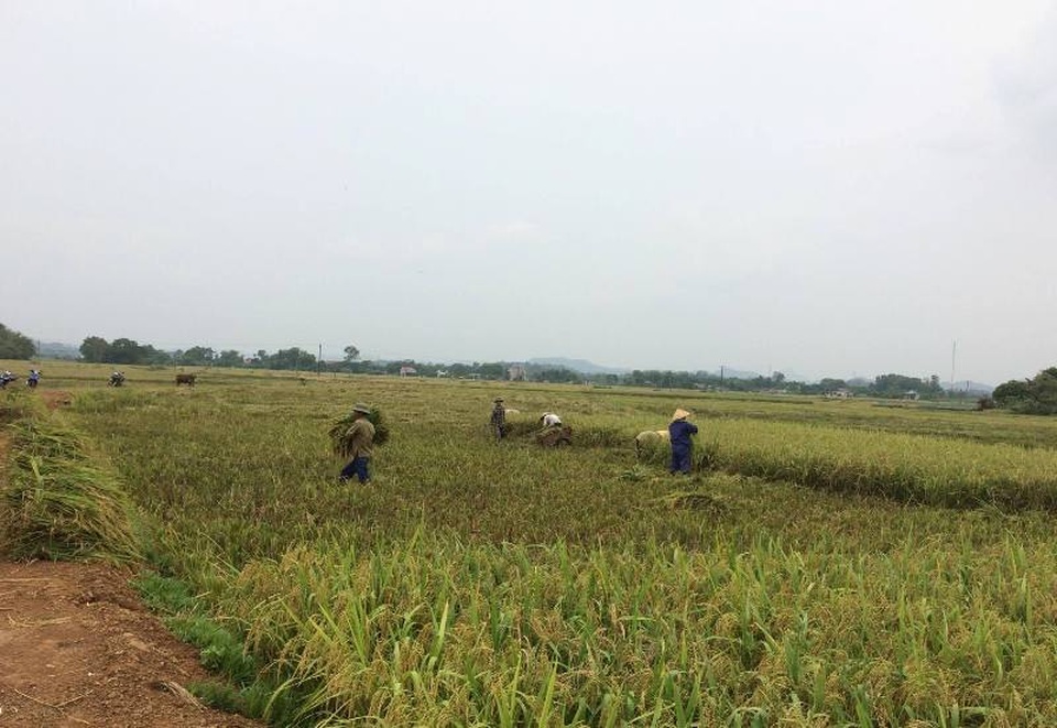 Công an giúp dân gặt lúa chạy bão - 8 Nông dân huyện Triệu Sơn thu hoạch lúa mùa chạy bão
