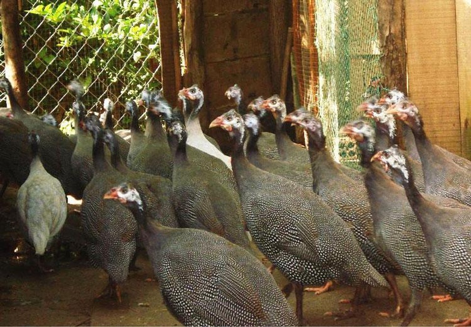 Đàn gà sao vạn con, "đẻ" lãi 3 tỷ đồng/năm - 2
Thịt gà sao ăn rất thơm ngon, khá giống với thịt chim trĩ