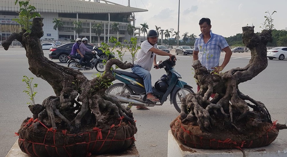 
Cặp khế gân có nguồn gốc từ vùng sông nước ĐBSCL có giá 150 triệu đồng
