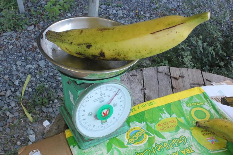 Mít dài cả mét, chuối nặng 1kg: Không dám ăn 1 mình - 2 
Một quả chuối khổng lồ nặng hơn 1kg nếu đem chế biến thành các món ăn thì cả gia đình ăn không hết một quả.