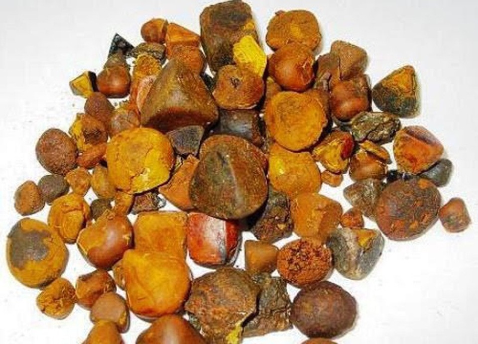 Sỏi mật trâu bò đắt như vàng ròng: 300 triệu/kg cũng khó mua - 2
Loại sỏi mật này có giá đắt như vàng ròng, được nhiều người lùng mua với giá 32 triệu đồng/lạng