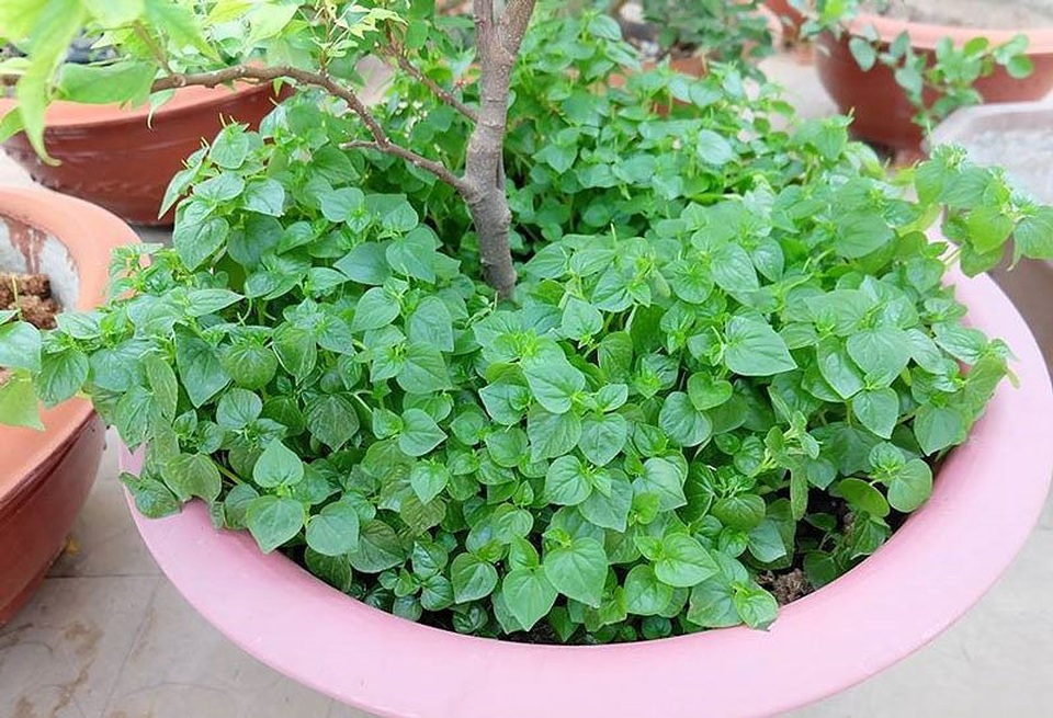 Rau dại "thần dược" đắt hơn thịt: Dân Việt đua nhau trồng - 2
Nhiều người còn tận dụng trồng ngay gốc cây cảnh vì loại rau này rất dễ trồng và chăm sóc