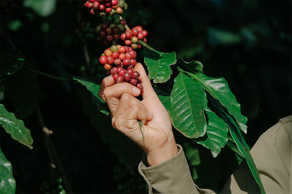 Giữ vững vị thế của cà phê Việt: Khó hay dễ? - 1 Tình trạng cây cà phê ảnh hưởng đến năng suất và chất lượng cà phê