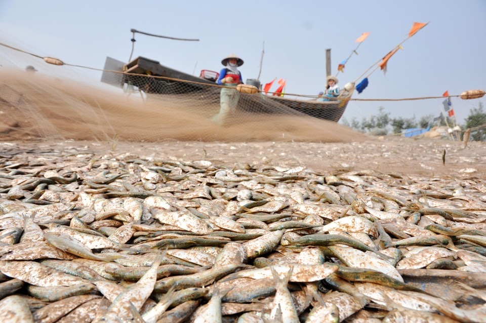 Ngư dân "thắng lớn" trong chuyến đi biển đầu năm - 10
Việc đánh bắt ngoài khơi của họ thường kéo dài từ 3 - 4 tiếng đồng hồ và mất thêm cũng từng đó thời gian cho việc gỡ lưới, thu cá.