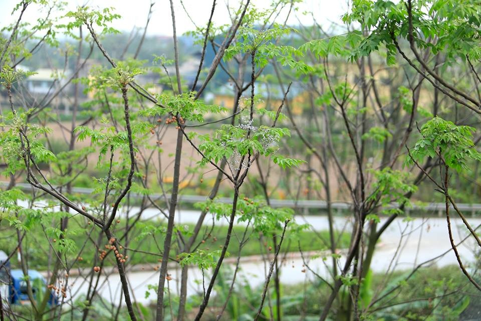 Hoa xoan dịu dàng gợi nhớ tuổi thơ - 10