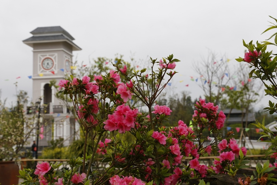 Fansipan Legend hút khách mùa lễ hội hoa đỗ quyên - 10 Fansipan Legend hút khách mùa lễ hội hoa đỗ quyên - 10