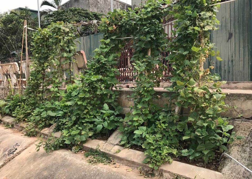 Khoét lỗ bê tông trồng rau: Hà thành sánh cùng Hà Giang - 11
Thế nhưng, từ những hộc bê tông nhỏ ấy vẫn biến thành được những giàn rau xanh tốt