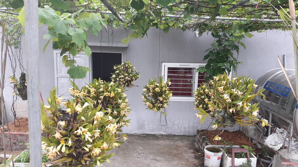 "Siêu nông dân ruộng bê tông": 35m2 sân thượng thu 2 tạ nho - 11 "Siêu nông dân ruộng bê tông": 35m2 sân thượng thu 2 tạ nho - 11