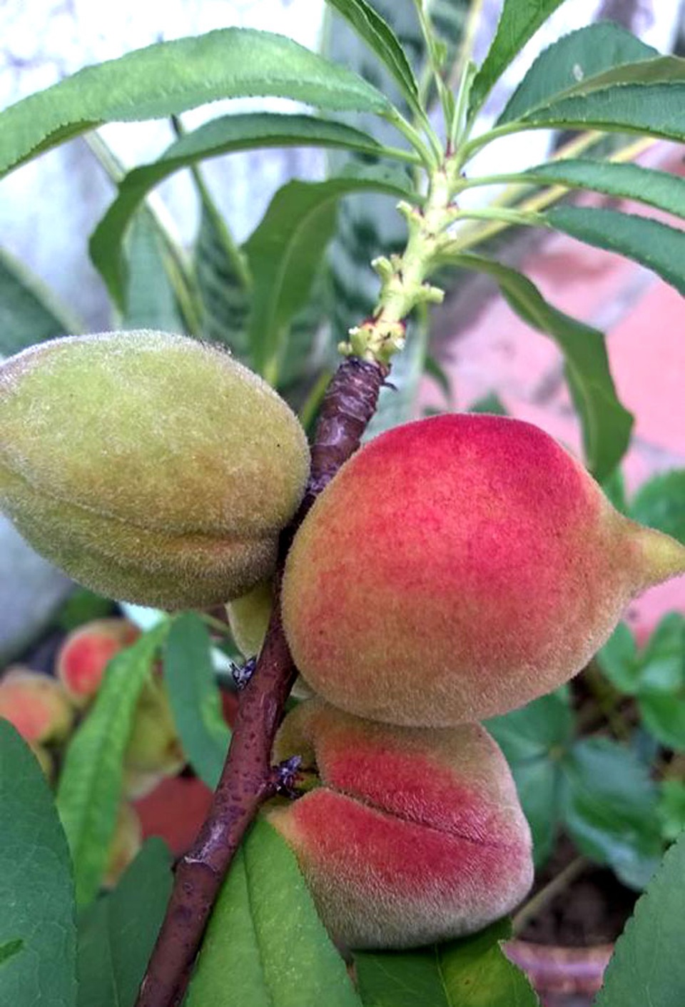 Vườn đào thất thốn ở lưng trời: Thân nhỏ xíu, sai trĩu quả - 11
Quả đào thất thốn ăn giòn, ngọt, không bị chua