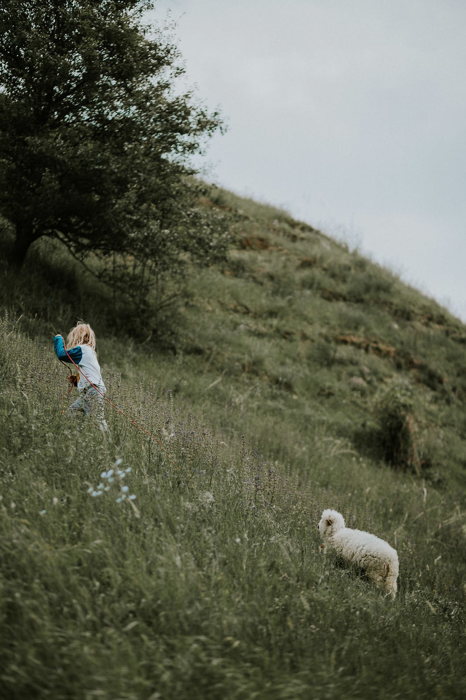 Đồng cỏ bao la thế này, bé tha hồ mang cún nhà mình đi dạo