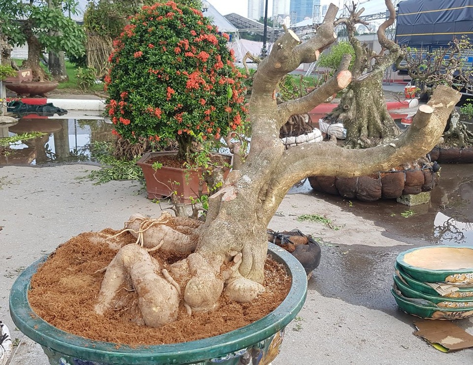 'Quái thú' ra Thủ đô, dân chơi cây miền Bắc phát sốt - 11