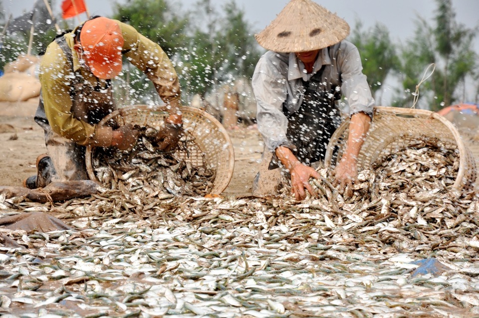 Ngư dân "thắng lớn" trong chuyến đi biển đầu năm - 11 Những thuyền đánh cá trích trong ngày mùng 4 Tết có thể thu về 5 - 6 tạ cá. Hiện tại, giá cá trích giao động từ 7.000 đến 10.000 đồng/kg.