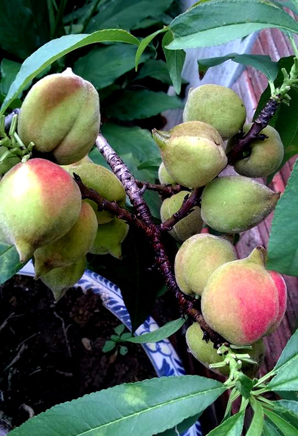 Vườn đào thất thốn ở lưng trời: Thân nhỏ xíu, sai trĩu quả - 12
Anh Nam Hải cũng tiết lộ, dù là đào cảnh, gốc nhỏ. Song, mỗi năm anh cũng thu hoạch được số lượng kha khá, gia đình anh có thể ăn thoải mái.