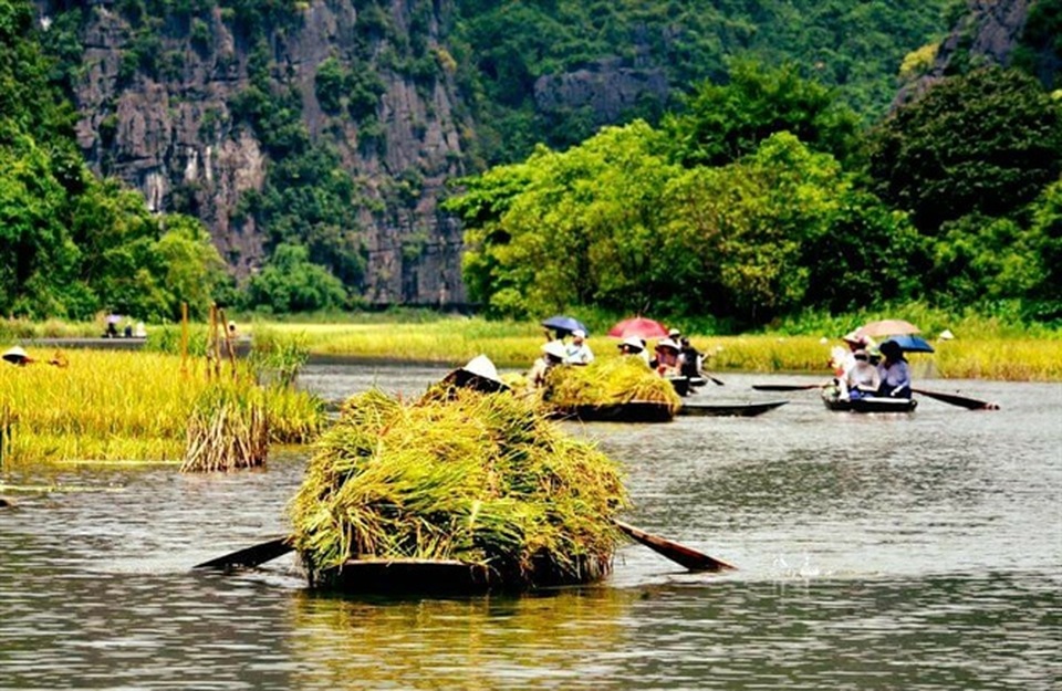 Ninh Bình được mùa: Những bức tranh tuyệt đẹp đầy màu sắc - 4 Ninh Bình được mùa: Những bức tranh tuyệt đẹp đầy màu sắc - 4