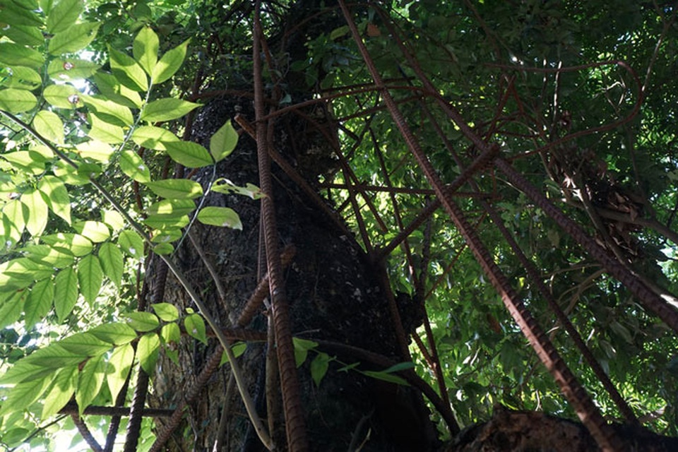 Năm 2010, dân làng bán một phần của cây sưa với giá 20,5 tỷ đồng cho một đại gia gỗ ở Bắc Ninh. Tuy nhiên, số gỗ này sau đó bị thu hồi vì bán sai quy định. Phần còn lại của cây sưa được dân làng rào kỹ bằng sắt, bảo vệ nghiêm ngặt