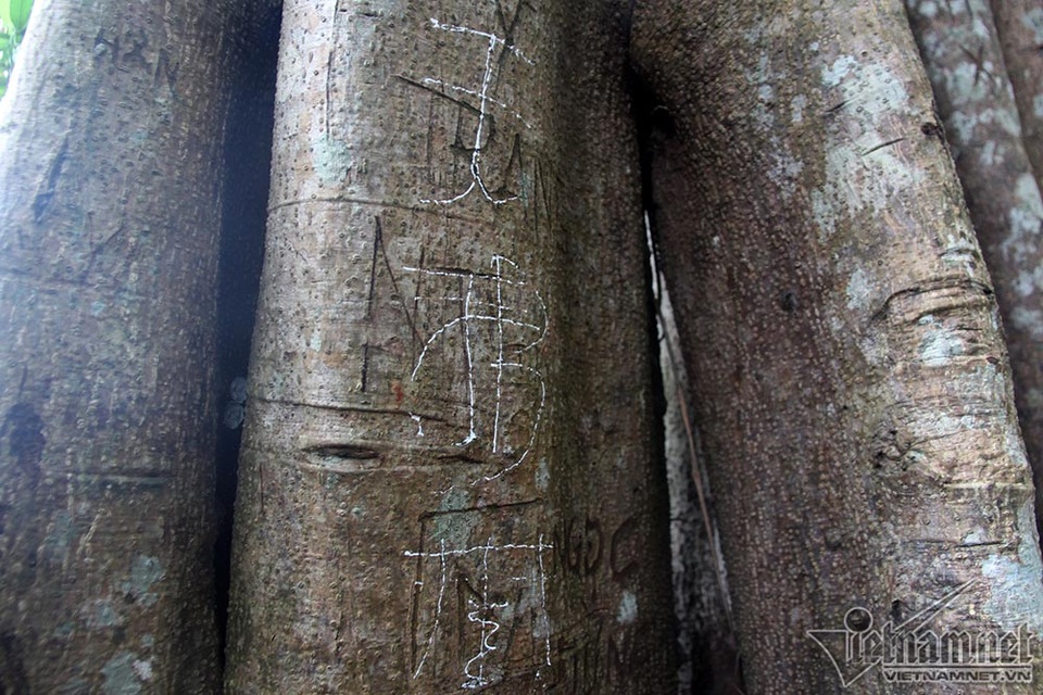 Cây 800 tuổi ở Đà Nẵng "đau đớn" vì chằng chịt "lời tỏ tình" - 12 Cây 800 tuổi ở Đà Nẵng "đau đớn" vì chằng chịt "lời tỏ tình" - 12